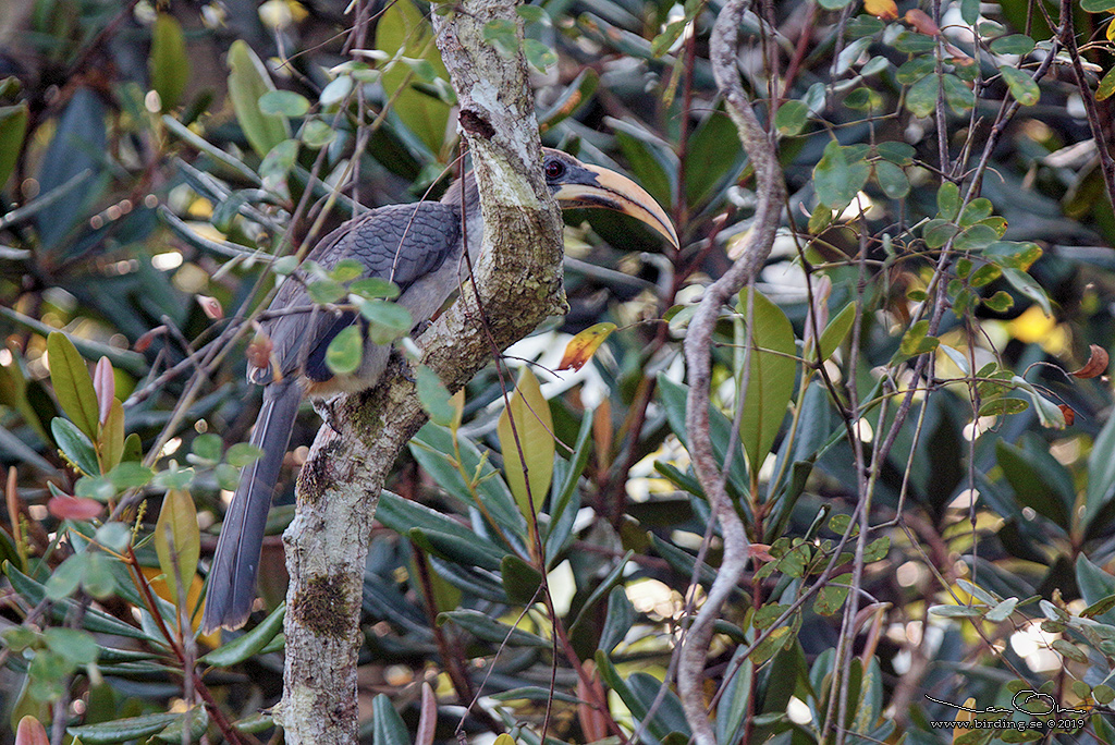 SRI LANKA GREY HORNBILL (Ocyceros gingalensis) - Stäng / close